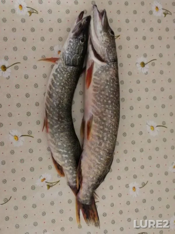 Pike — Shalo, Jun 23, 2019