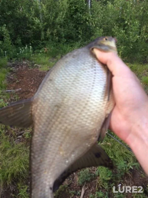 Bream — Boguchanskoye, Jul 02, 2019