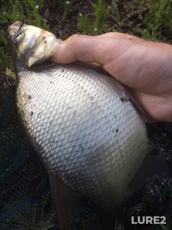 Bream, Roach — Boguchanskoye, Jul 03, 2019