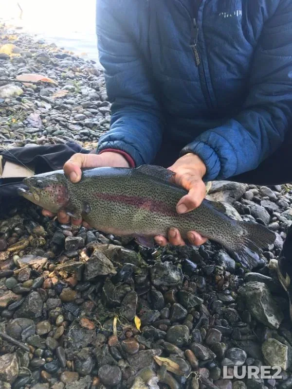 Rainbow trout — Yenisey, Jul 13, 2019