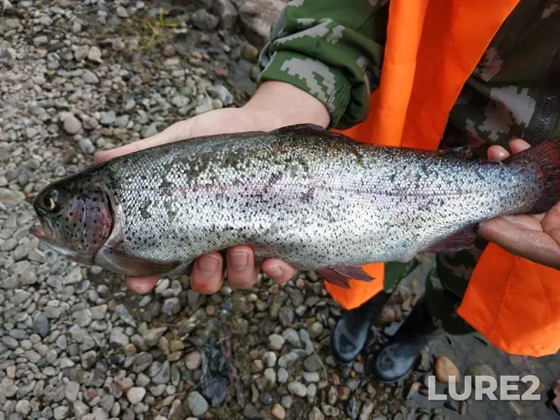 Rainbow trout — Yenisey, Jul 17, 2019