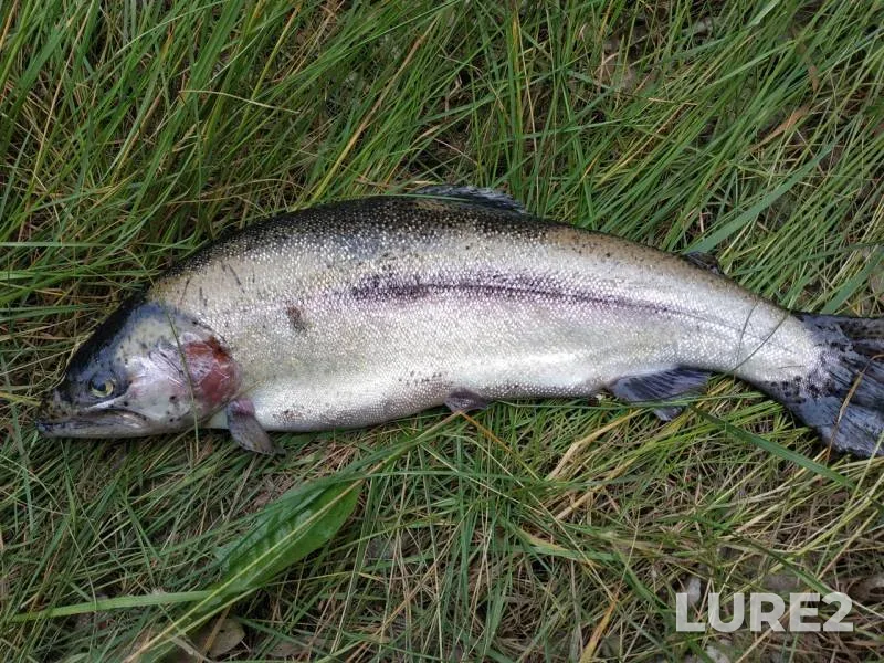 Rainbow trout — Yenisey, Jul 23, 2019