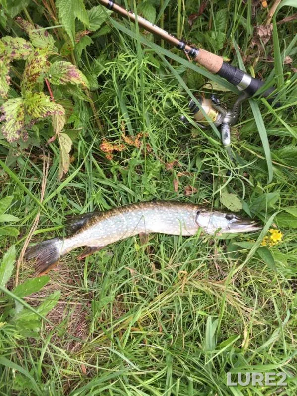Perch, Pike — Syrgil, Jul 28, 2019