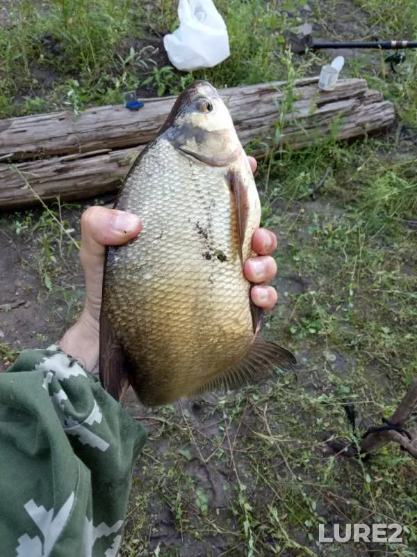 Bream — Yenisey, Aug 04, 2019