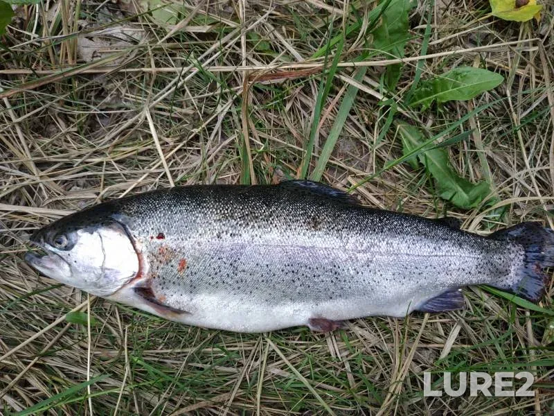 Rainbow trout — Yenisey, Aug 06, 2019