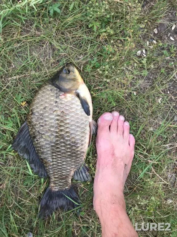 Crucian carp — Yesaulovka, Aug 07, 2019