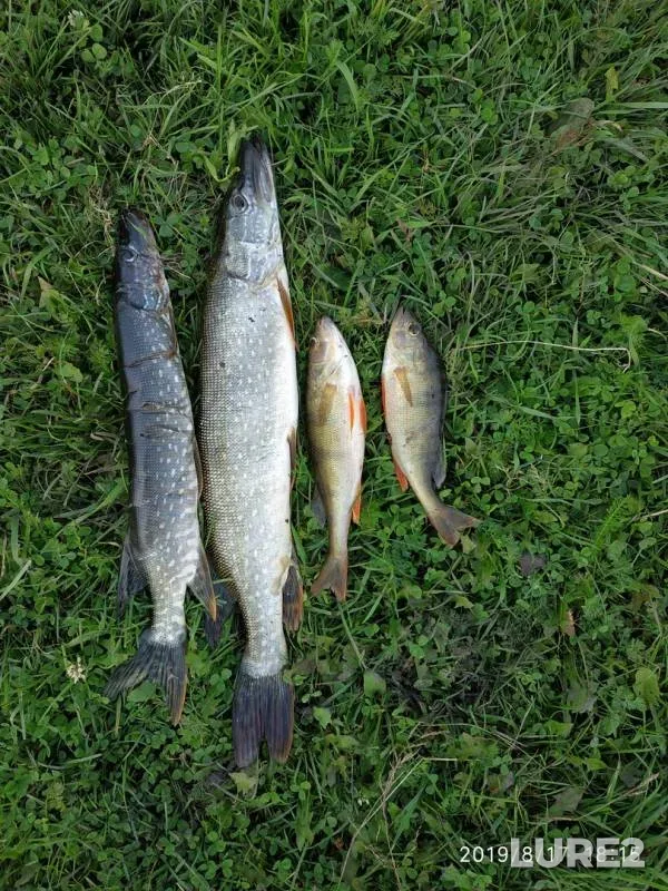 Perch, Pike — Invalidka, Aug 18, 2019