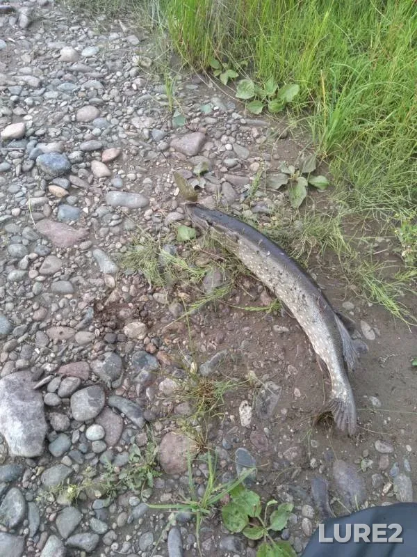 Pike — Chulym, Aug 18, 2019