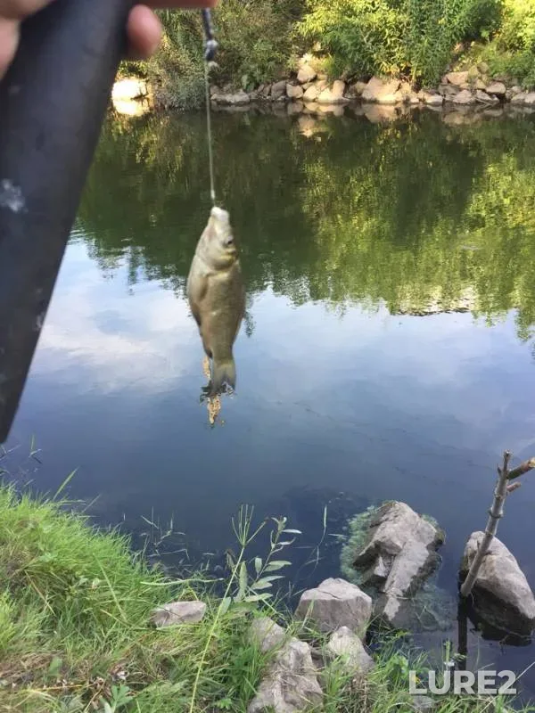 Crucian carp — Kacha, Aug 22, 2019