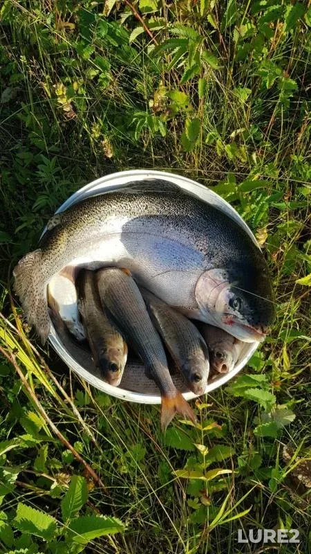 Rainbow trout — Yenisey, Aug 24, 2019