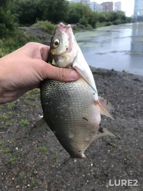Bleak, Bream — Abakanskaya protoka, Aug 25, 2019