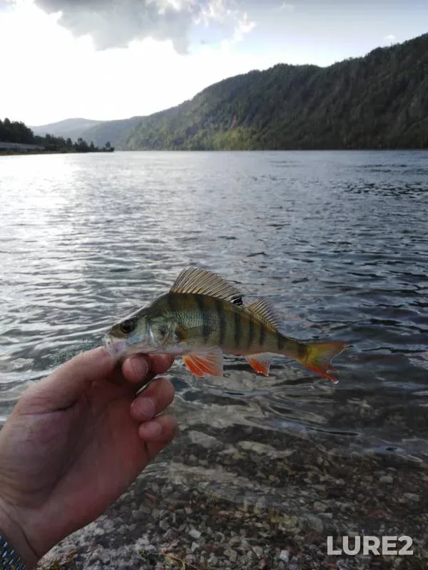 Perch — Yenisey, Sep 01, 2019