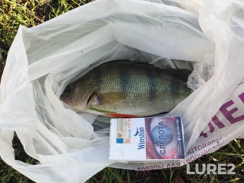 Perch — Yesaulovka, Sep 02, 2019
