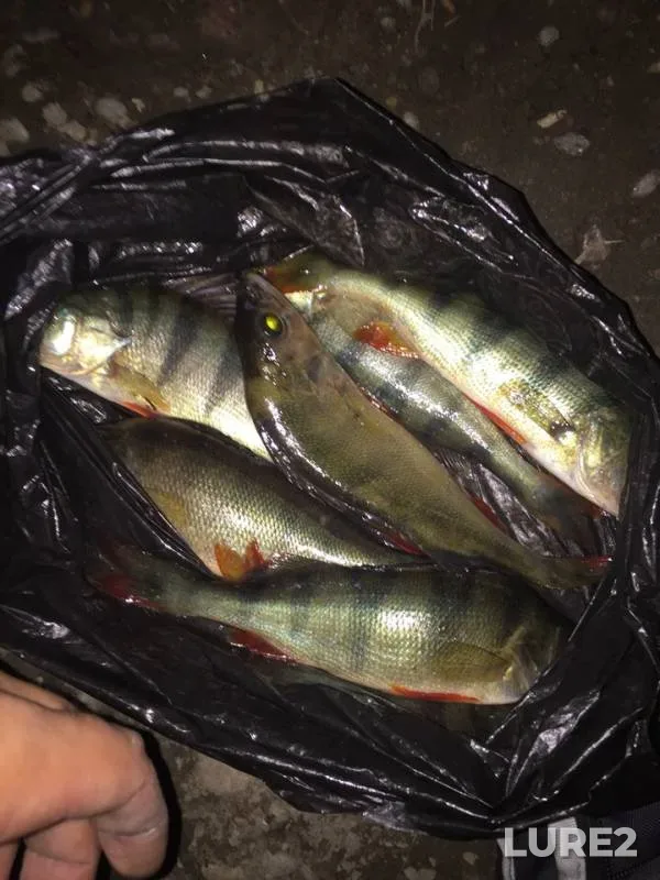 Perch — Abakanskaya protoka, Sep 06, 2019