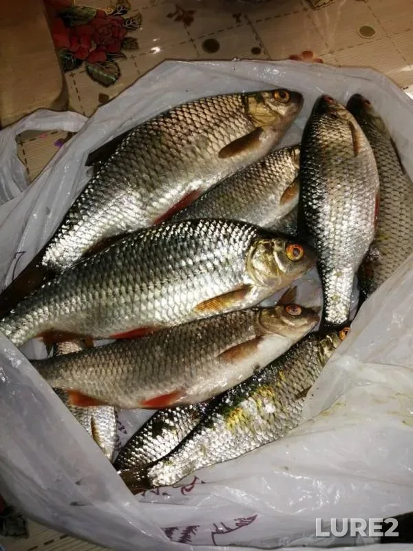 Roach — Abakanskaya protoka, Sep 26, 2019