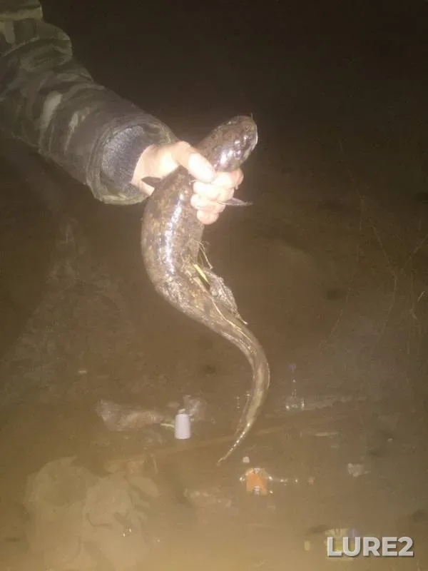 Burbot — Moshevitsa, Nov 04, 2018