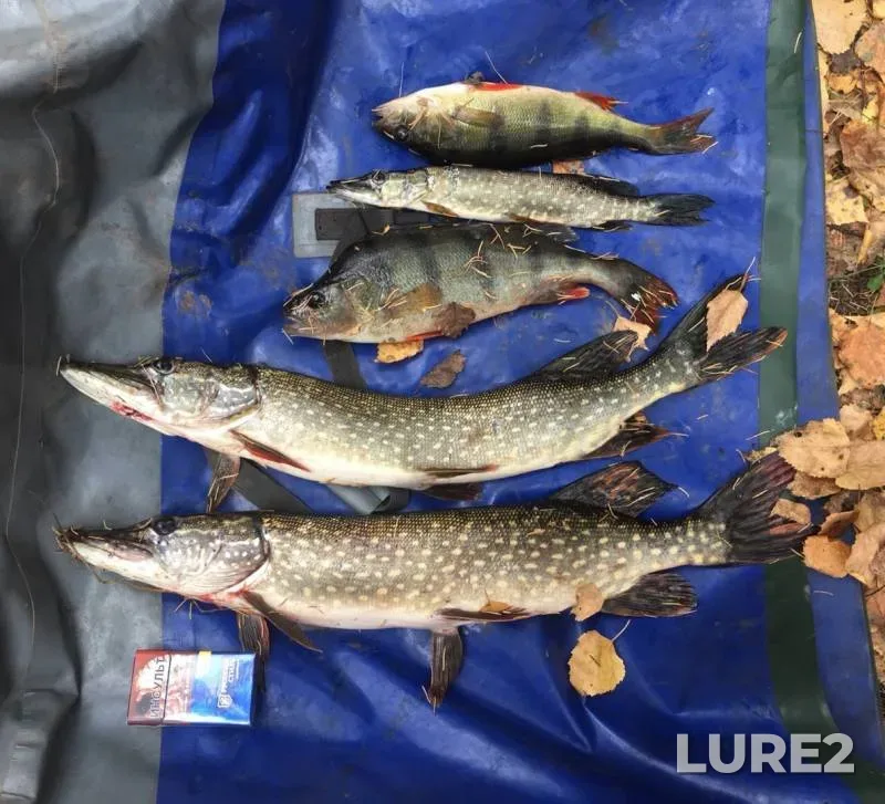 Perch, Pike — Yesaulovka, Oct 06, 2019