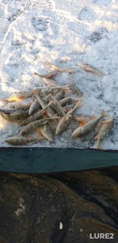 Perch — Krasnoyarskiy kray, Nov 10, 2019