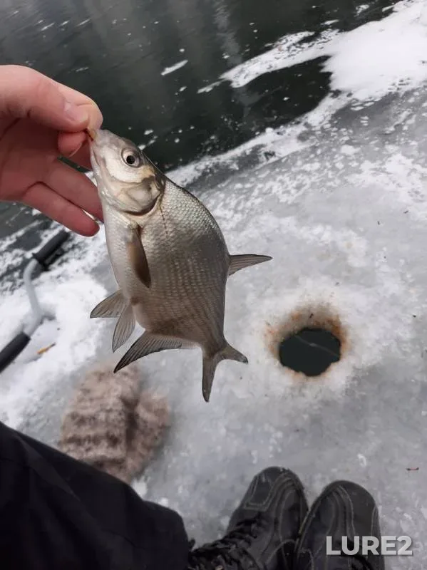 Bream, Perch — Abakanskaya protoka, Nov 18, 2019