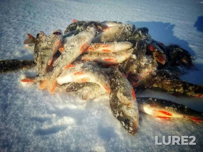 Perch — Krasnoyarskiy kray, Nov 19, 2019