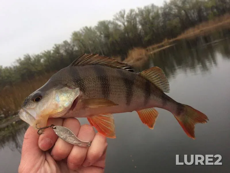 Perch — Dnepr, Apr 21, 2017