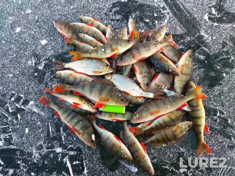 Perch, Roach — Abakanskaya protoka, Nov 19, 2019