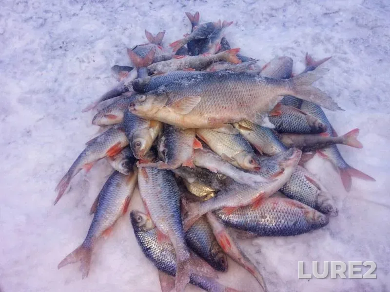 Bream, Roach — Krasnoyarskoye, Nov 22, 2019