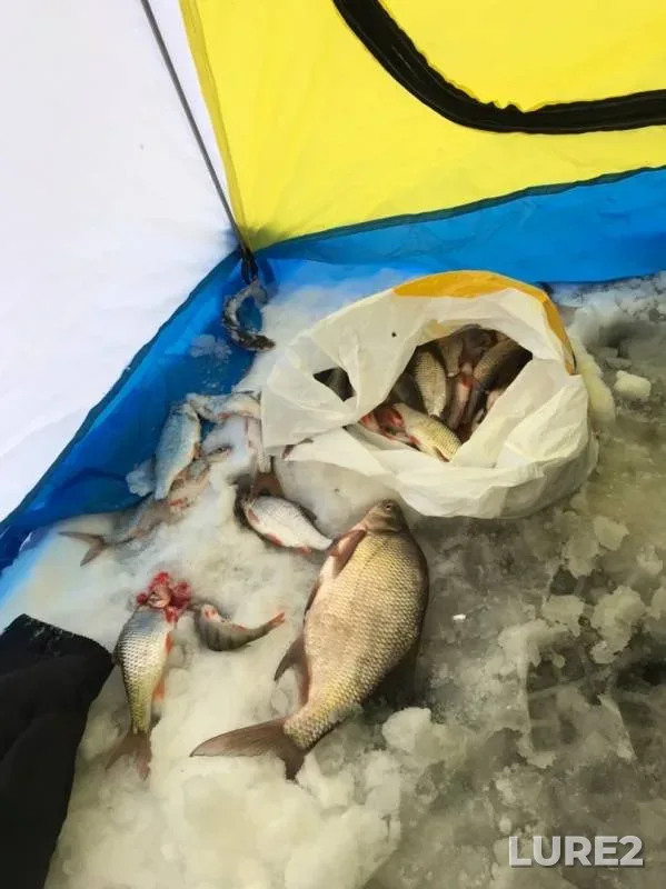Bream, Perch — Krasnoyarskoye, Nov 25, 2019
