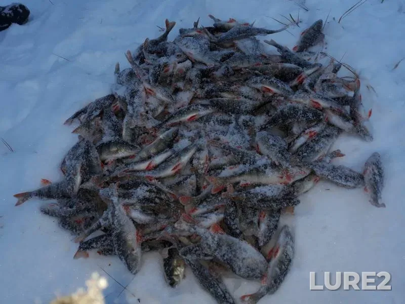 Perch — Krasnoyarskiy kray, Nov 27, 2019