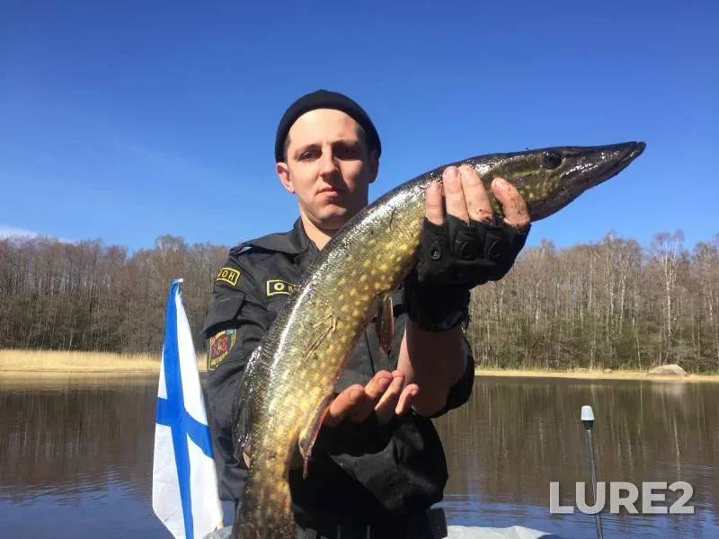 Pike — Leningradskaya oblast, Vyborgskiy rayon, May 01, 2019
