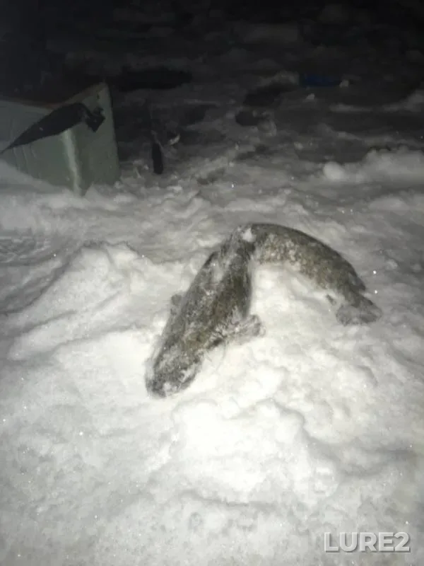 Burbot — Moshevitsa, Nov 16, 2018
