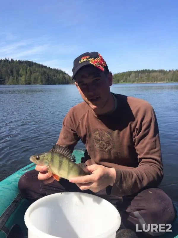 Perch — Respublika Kareliya, Lakhdenpokhskiy rayon, May 25, 2019