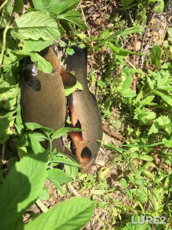Tench — Verkhniy Flyonovskiy, Jun 10, 2018