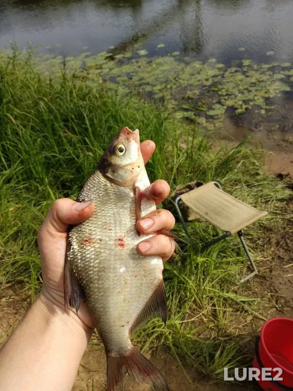 Bream — Stroganka, Jun 11, 2018
