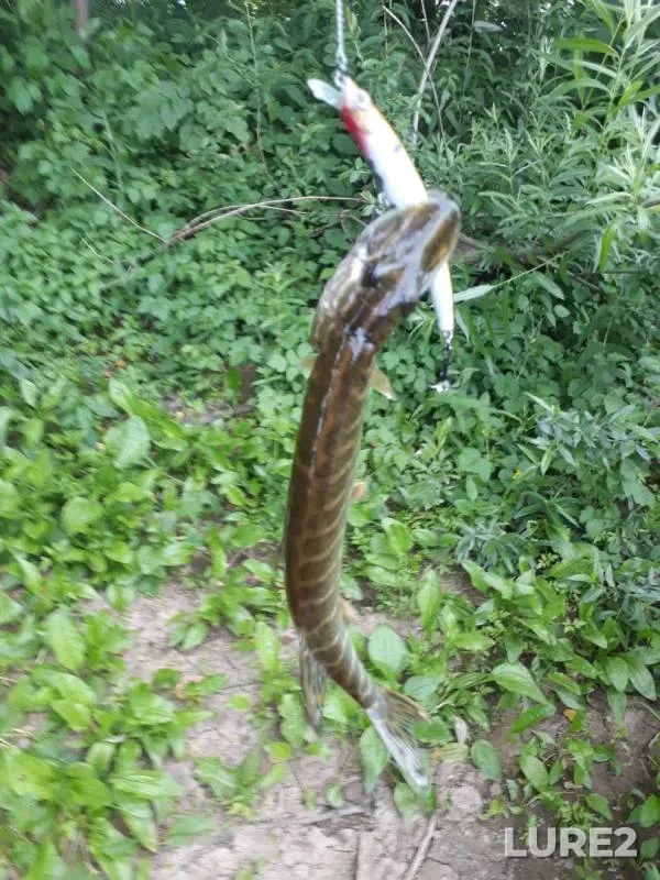 Pike — Klovka, Jun 14, 2018