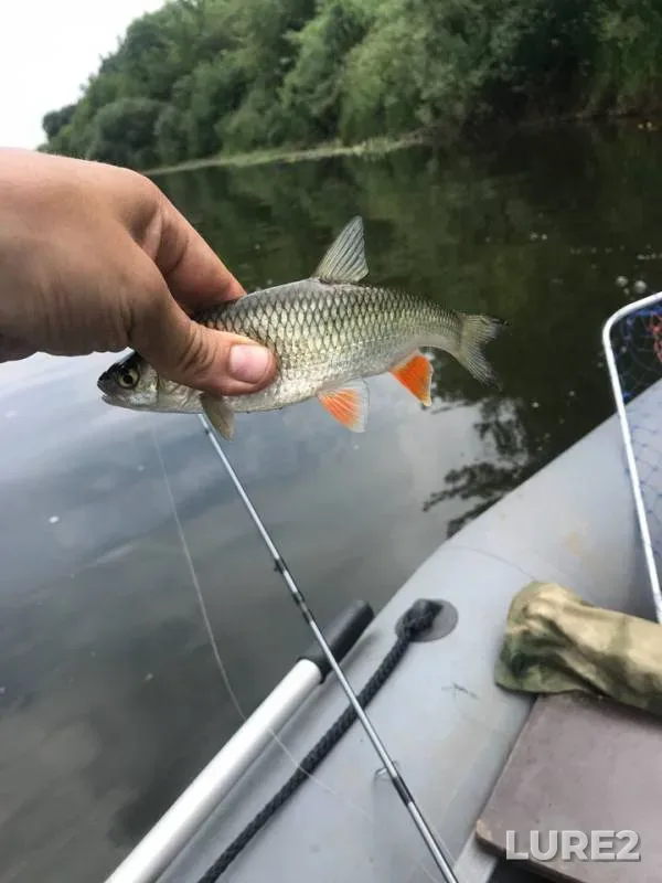 Chub, Perch — Katynka, Jun 29, 2018