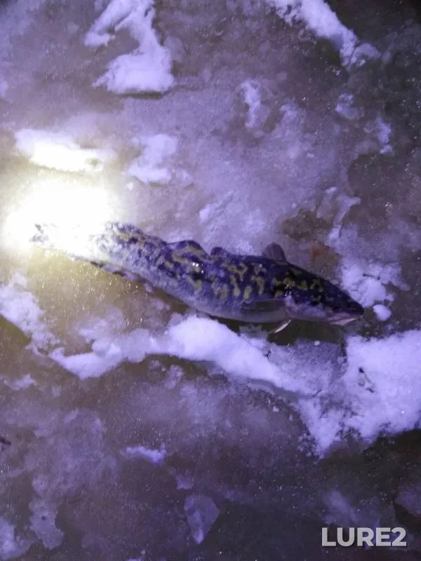 Burbot — Staraya Vilva, Nov 24, 2018