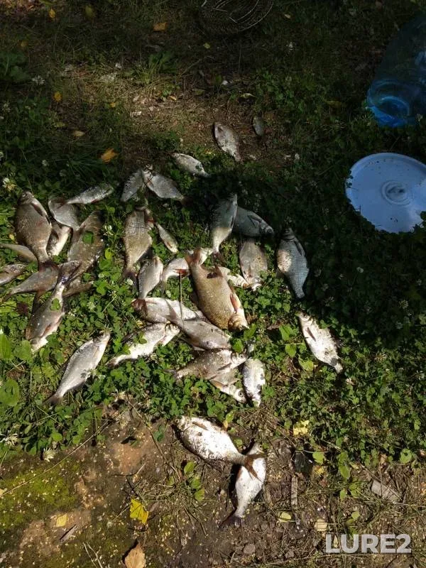 Bream — Lokotets, Jul 17, 2018