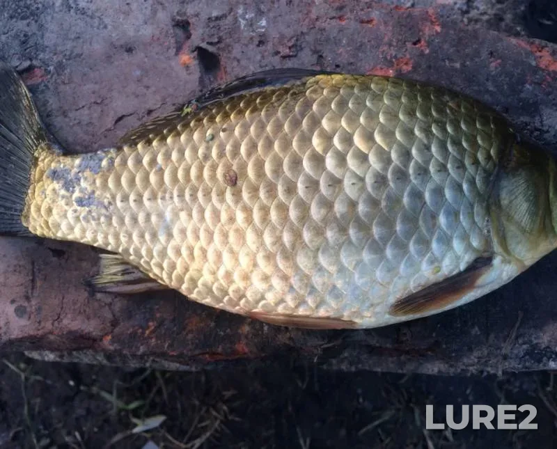 Crucian carp — Gribushchinka, Aug 30, 2018