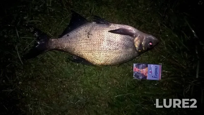 Bream — Dresna, Sep 09, 2018