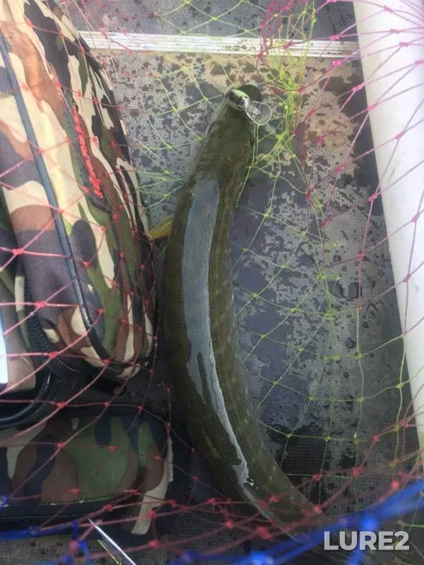 Chub, Pike — Smolenskaya oblast, Sep 15, 2018