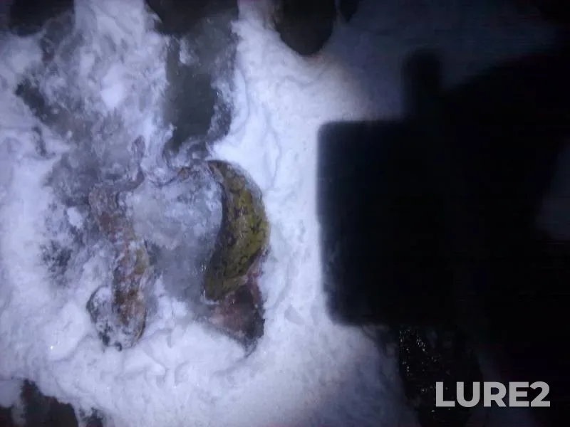 Burbot — Kama, Nov 24, 2018