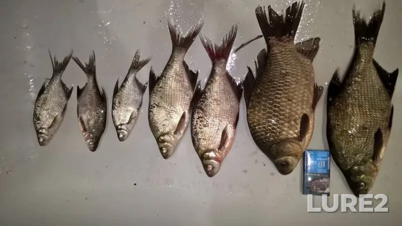 Bream, Crucian carp — Dresna, Sep 06, 2018