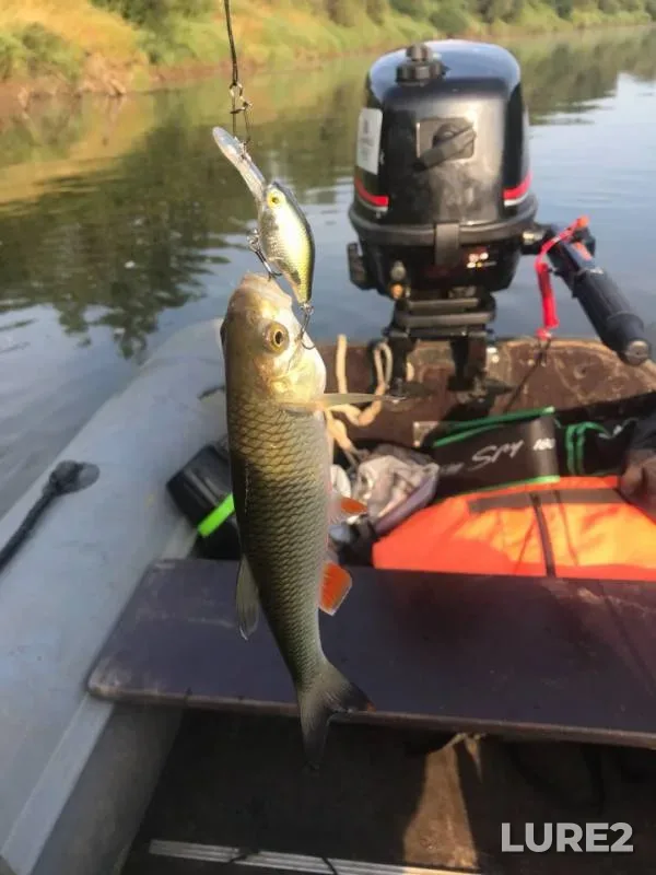 Chub, Pike — Smolenskaya oblast, Sep 01, 2018