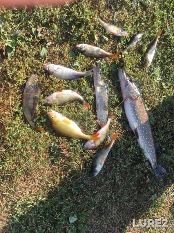 Perch, Pike — Smolenskaya oblast, Sep 04, 2018