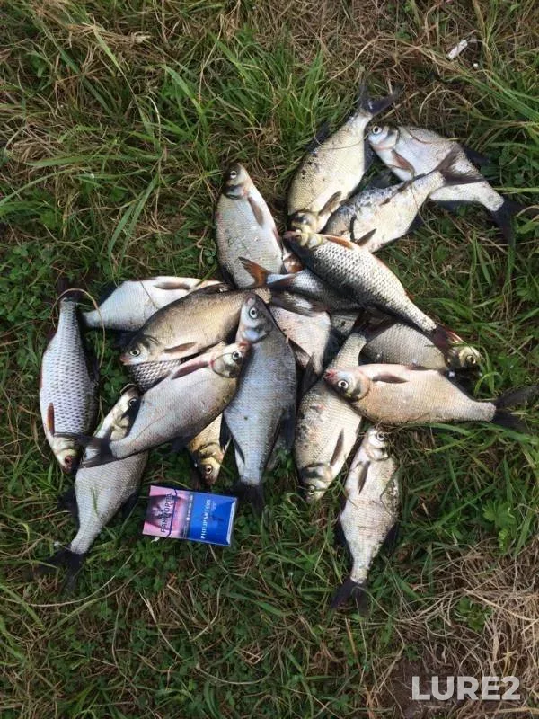 Bream, Roach — Desnogorskoye, Aug 27, 2018