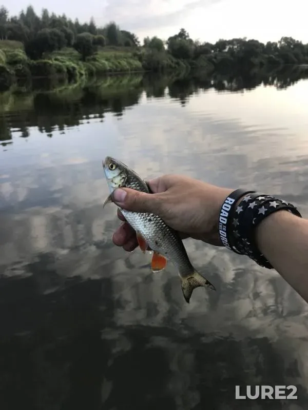 Chub, Perch — Smolenskaya oblast, Aug 25, 2018