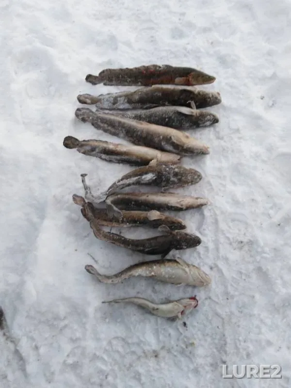 Burbot — Staraya Vilva, Nov 25, 2018