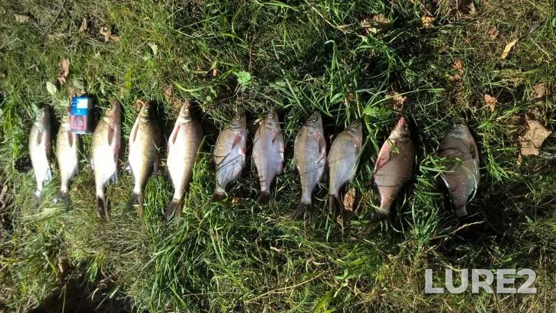 Bream — Stryana, Aug 10, 2018