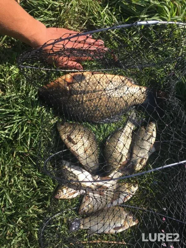 Crucian carp — Stabenskoye, Aug 14, 2018